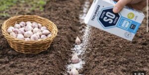 639029689_1425657685182630_354389529856535748_n-696x350